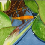 Peek-a-boo koi